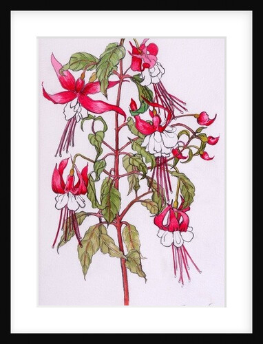 Fuchsias, 2000 by Joan Thewsey