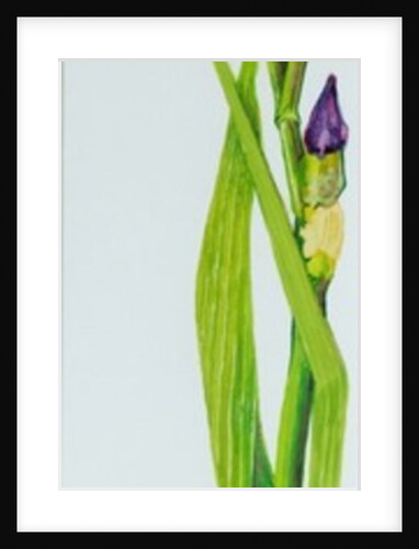 Iris with Three Buds, 2010 by Joan Thewsey