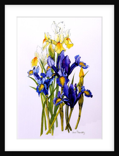 Three Purple and Two Yellow Iris with Buds, 2010 by Joan Thewsey