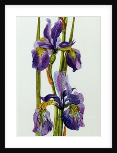 Three Irises with Leaves, 2010 by Joan Thewsey