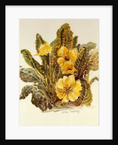 Primrose, 2010 by Joan Thewsey