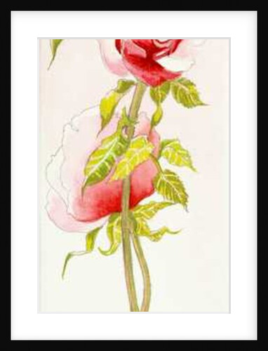 Two Queen Elizabeth Roses, 2000 by Joan Thewsey