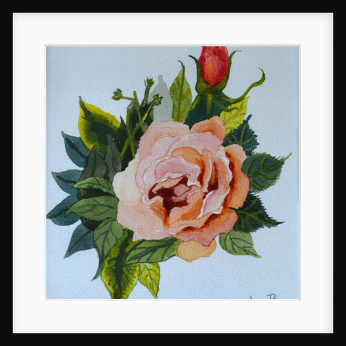 Pink Rose and Bud, 1986 by Joan Thewsey