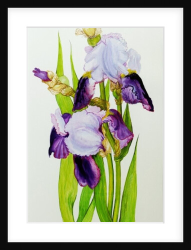 Mauve and purple irises with two buds by Joan Thewsey