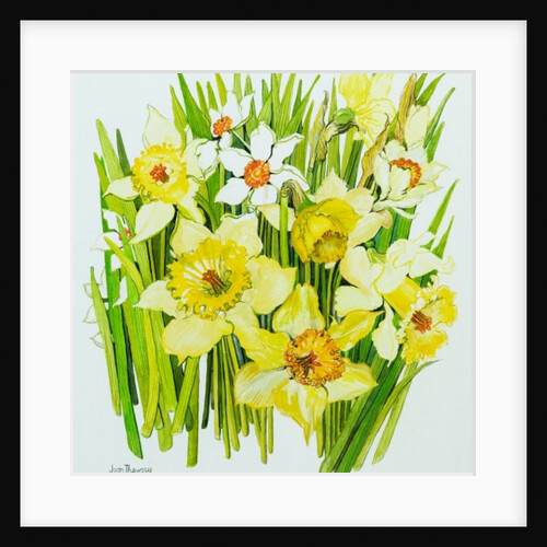 Daffodils and narcissus by Joan Thewsey