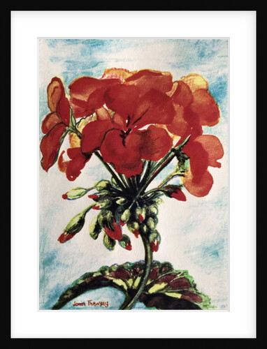 Geranium by Joan Thewsey