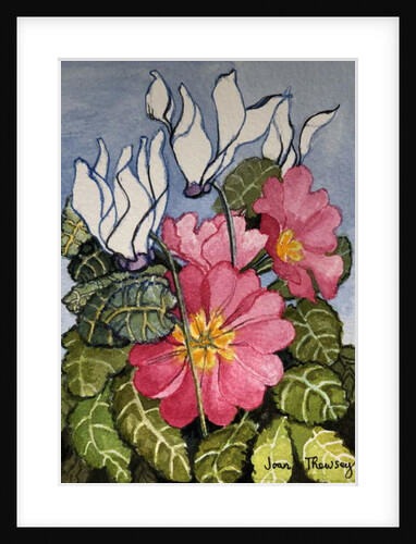 Cyclamen and Primrose by Joan Thewsey