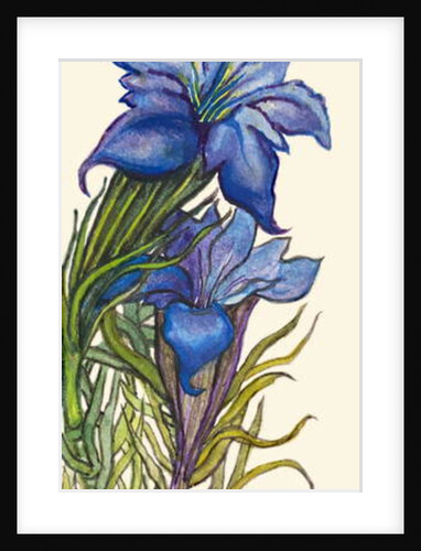 Gentians by Joan Thewsey