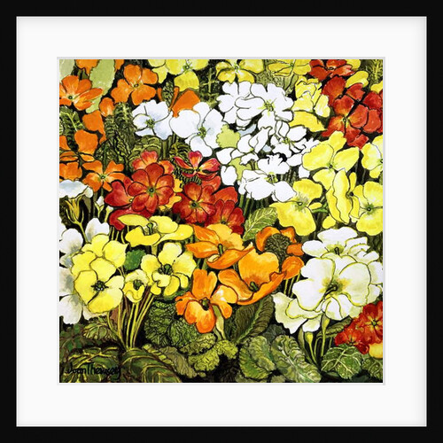 Primrose Border, white, yellow, orange and red primroses by Joan Thewsey