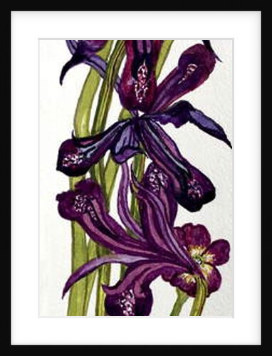 Irises and Primroses by Joan Thewsey