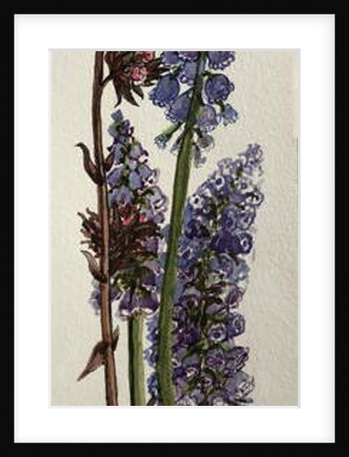 Muscari and Viburnum bodnantense by Joan Thewsey