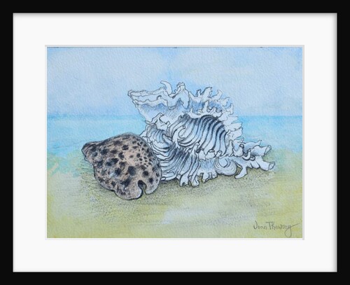 Two Seashells by Joan Thewsey