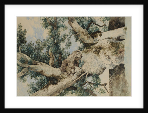 Study for Tree in 'The Rookery', c.1854 by William James Blacklock