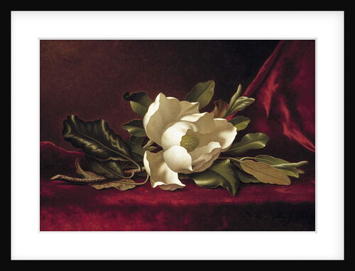 The Magnolia Blossom, 1888 by Martin Johnson Heade