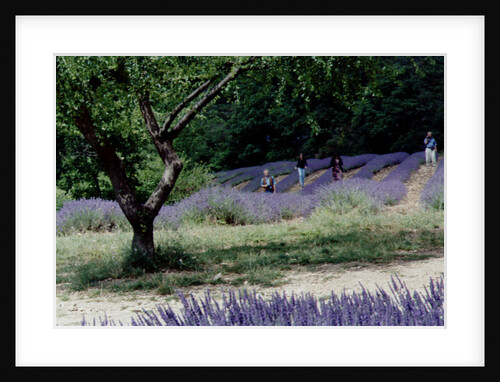 Tree in Lavender Field, in the Grounds of Abbaye Senanque, Provence, France, 1999 by Trevor Neal