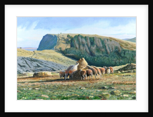 Sheep Feeding, 2004 by Trevor Neal