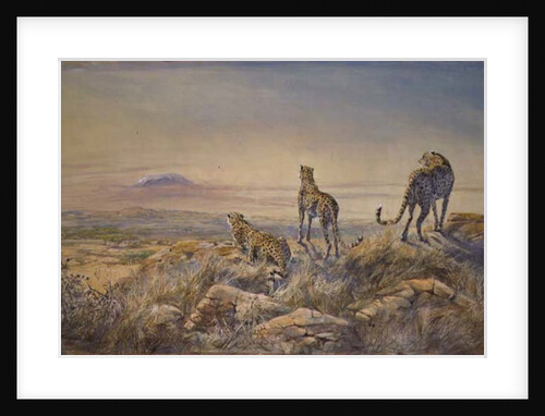 Cheetah with Kilimanjaro in the background, 1991 by Tim Scott Bolton