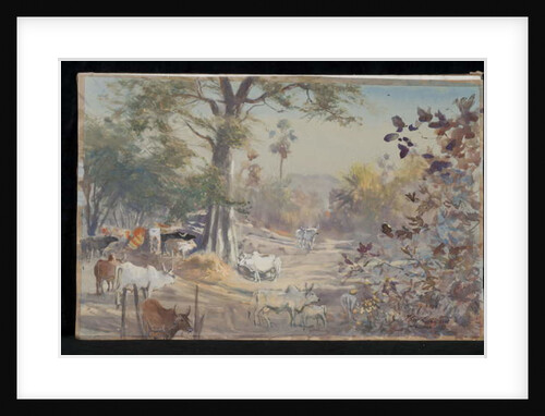 Cattle, Jambughoda, 2009 by Tim Scott Bolton