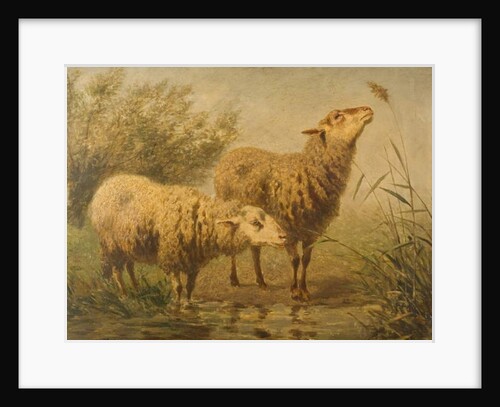 Study of Sheep by Edouard Woutermaertens