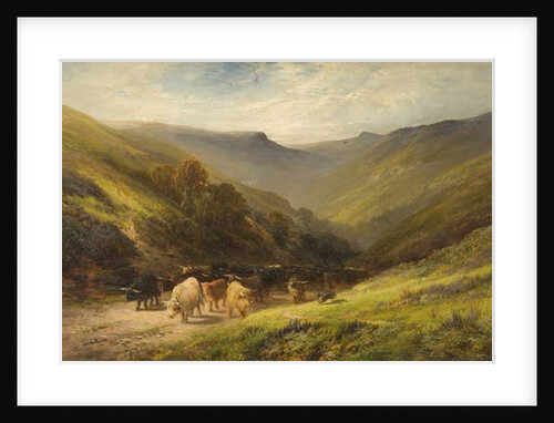 Highland Cattle by School English