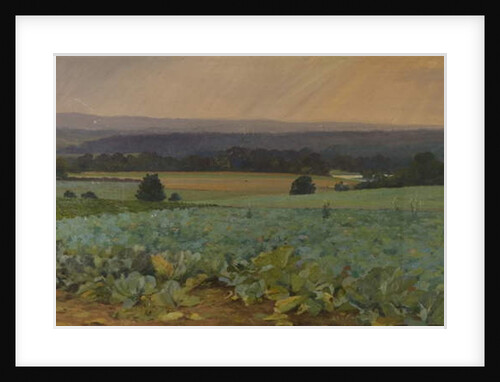 Turnip Field by William Cosens Way