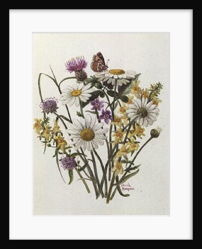 Knapweed, Ox-eye Daisy and Toad Flax by Ursula Hodgson