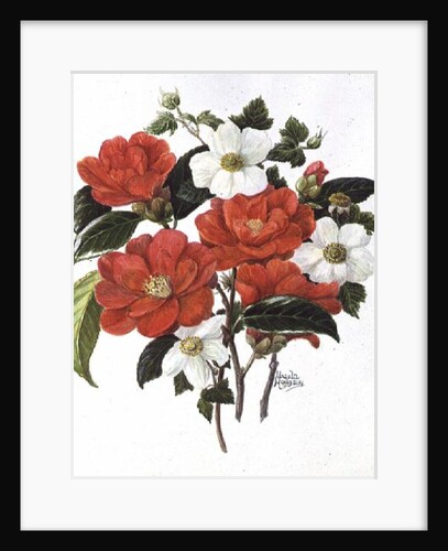 Camellia Adolf Audusson by Ursula Hodgson