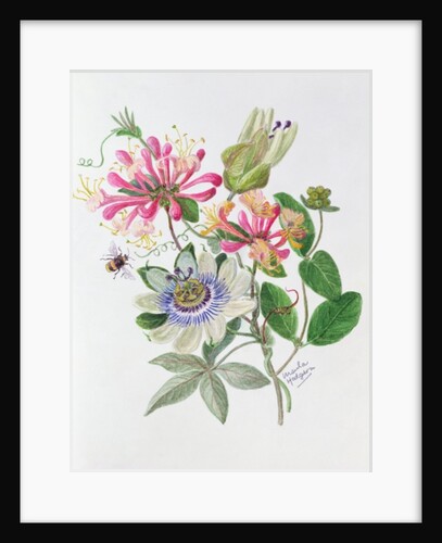 Honeysuckle and Passion flower by Ursula Hodgson