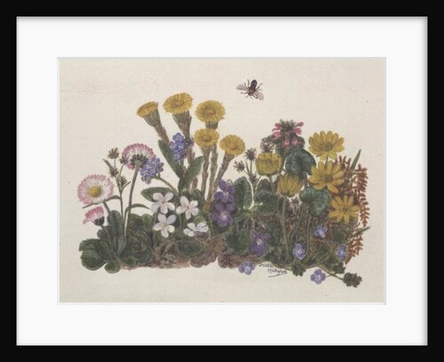Purple and White Violets, Daisy, Celandine and Forget-me-not by Ursula Hodgson