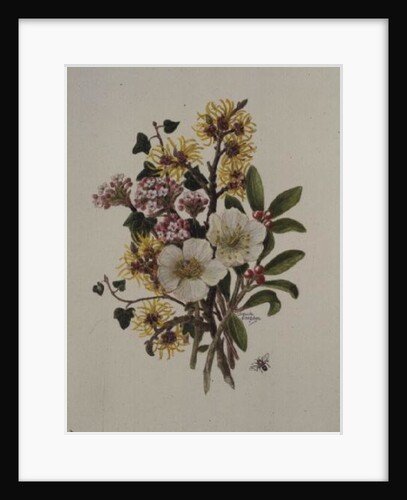 Skimia Japonica, Hammemelus, Viburnum and Hellebore by Ursula Hodgson