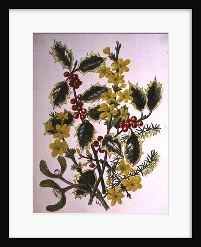 Holly, Winter Jasmine, Heath and Mistletoe by Ursula Hodgson
