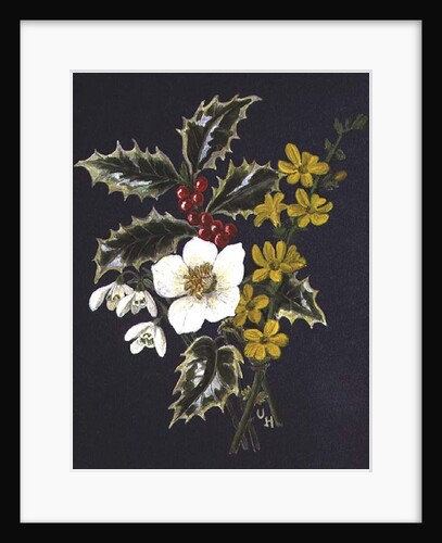 Holly, Christmas Rose, Snowdrop and Winter Jasmine by Ursula Hodgson