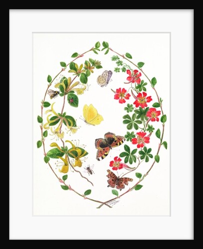 Tropeolium and Lonicera by Ursula Hodgson