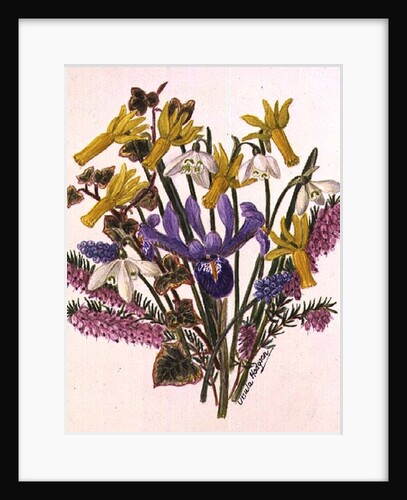 Snowdrop, Narcissus Cyclamineus, Iris Reticulata and Grape Hyacinth by Ursula Hodgson