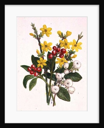 Snowberries, Dogwood and Jasmine by Ursula Hodgson