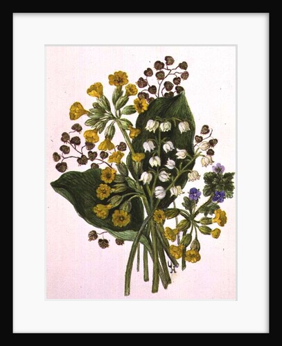 Lily of the Valley and Cowslips by Ursula Hodgson