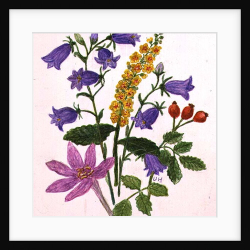 Harebells and other wild flowers by Ursula Hodgson