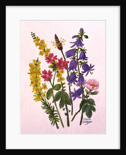 Bluebells, Broom, Herb Robert and other wild flowers by Ursula Hodgson