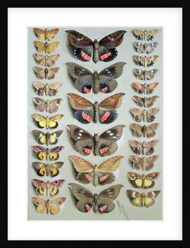 Papuan Moths, 1917-18 by Marian Ellis Rowan