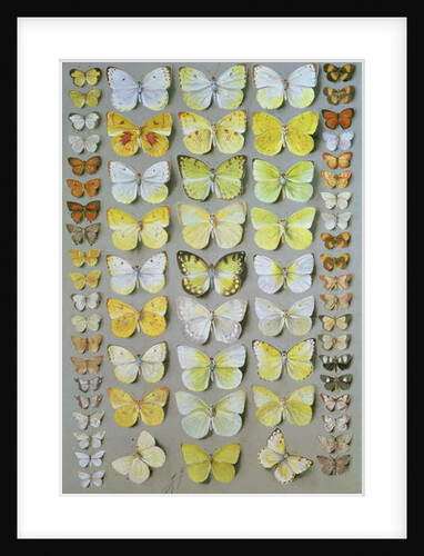 Papuan Butterflies 1, 1917-18 by Marian Ellis Rowan