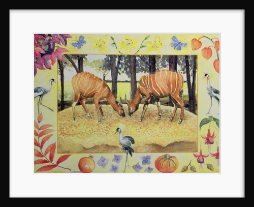 Bongo by Vivika Alexander