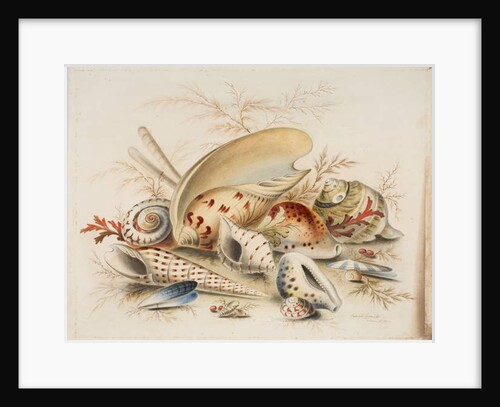 Study of Sea Shells, 1876 by Joseph Smith