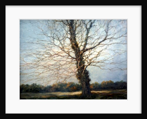 Sunlit Tree by Richard Willis