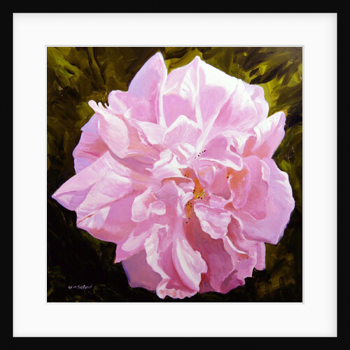 Victorian Rose by William Ireland