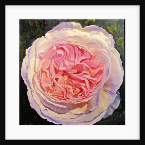 Victorian Rose by William Ireland