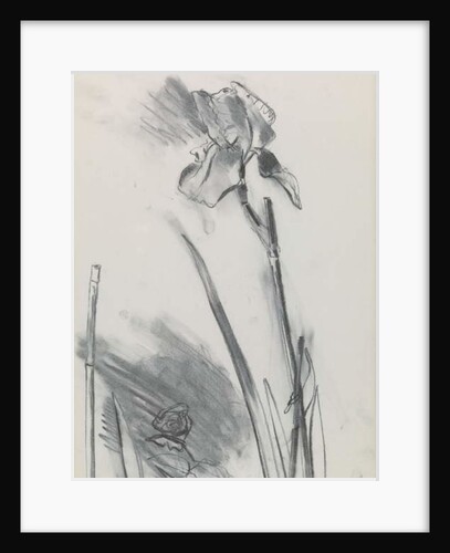 Iris 2 by William Packer