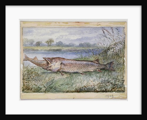 An Amazing Incident showing a Jack Pike of 6lbs attempting to swallow a Barbel of 1 3/4lbs found on Monkey Island, 1895 by F.J. Lees