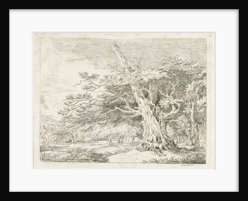 Needwood - Oak tree by School English