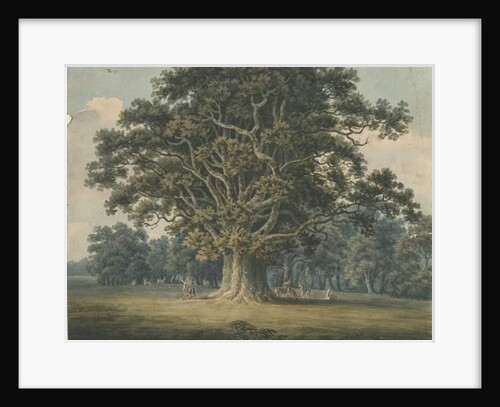 Needwood - Swilcar Oak by H Moore