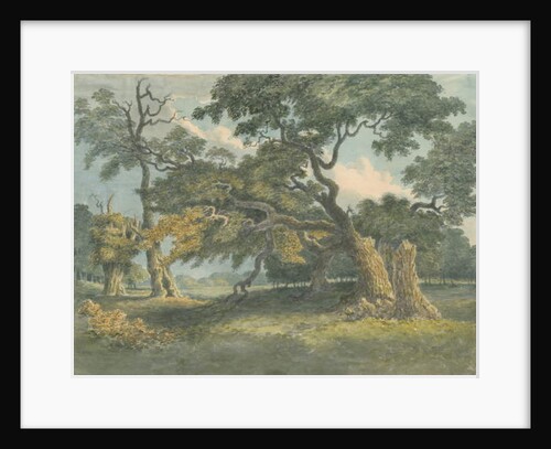 Needwood - Oak Tree by School English